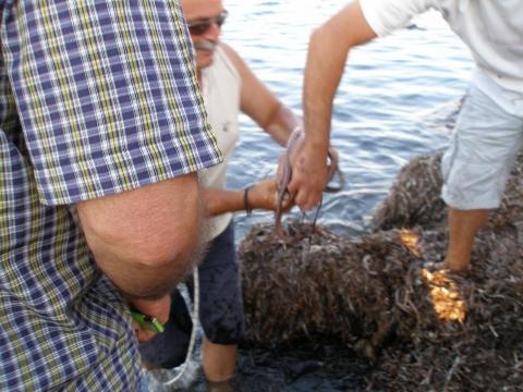 Το χταπόδι ρε παιδιά ... μη μας φύγει