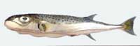 lagocephalus_sceleratus.jpg